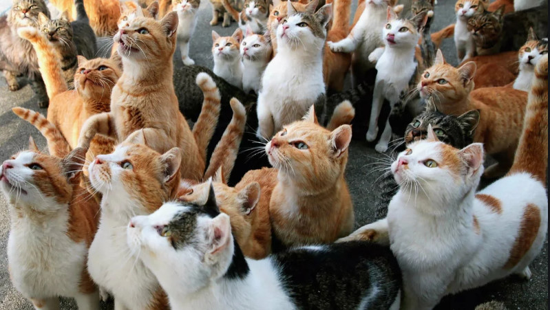 В квартире москвички развелось более сотни кошек